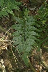 Asplenium gracillimum. Mature frond with broad ultimate lamina segments. 
 Image: L.R. Perrie © Te Papa CC BY-NC 3.0 NZ